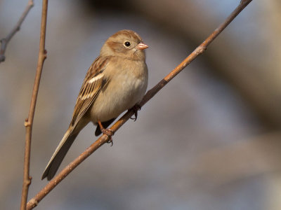 Field Sparrow