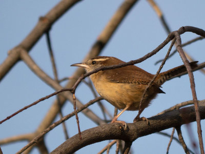 Carolina Wren