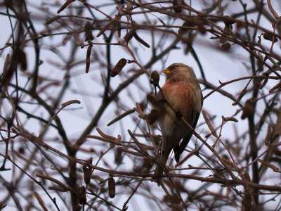 Common Redpoll