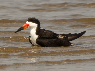 Black Skimmer