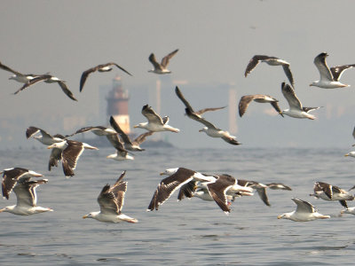 Greater Black-backed Gulls with Romer Shoal Lighthouse in background