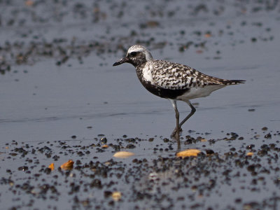 Black-bellied Plover
