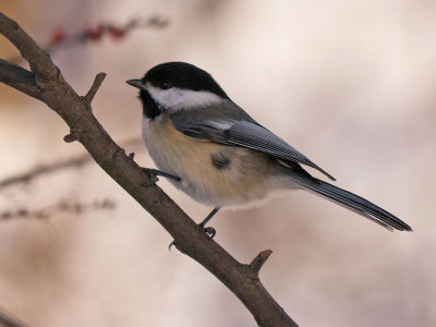 Black-capped Chickadee