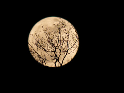 Don't the moon look pretty, shinin' down through the tree? Charlie Patton (Poor Me)