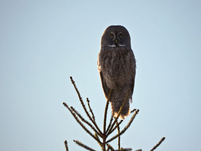 Great Gray Owl