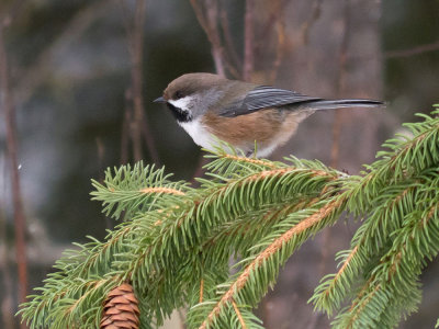 Boreal Chickadee