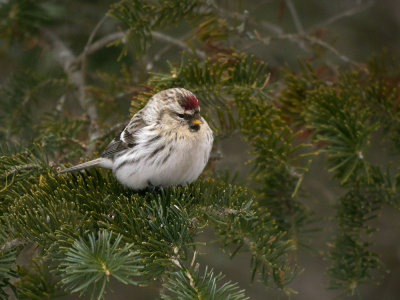 Hoary Redpoll