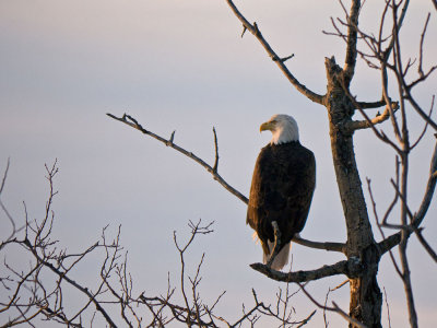 American Bald Eagle at dawn