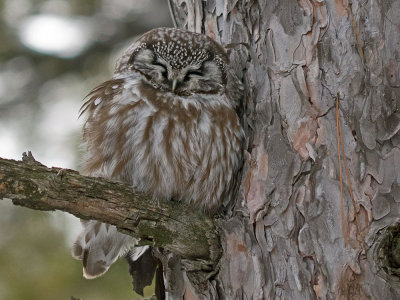 Boreal Owl