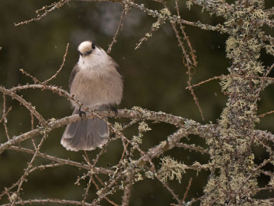 Gray Jay