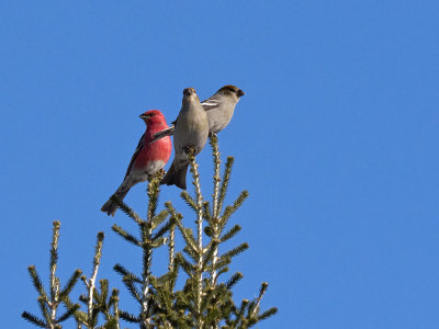 Pine Grosbeak