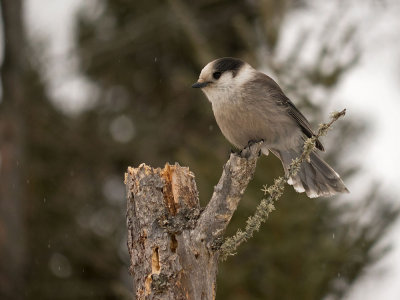 Gray Jay