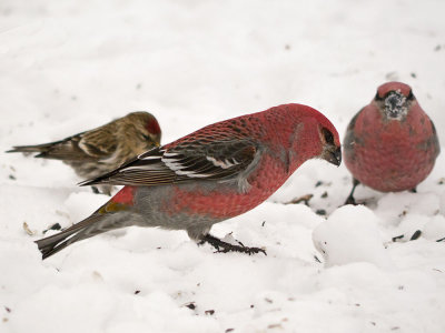 Pine Grosbeak