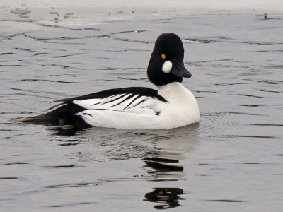 Common Goldeneye