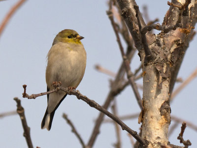 American Goldfinch