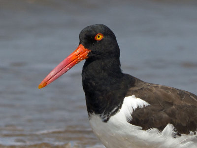 American Oystercatcher