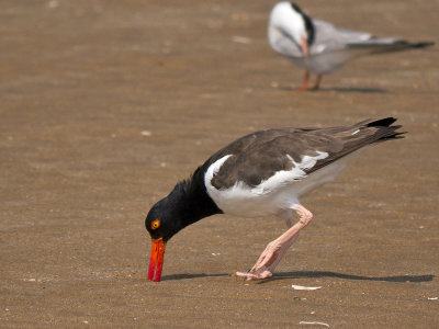 American Oystercatcher catching oysters