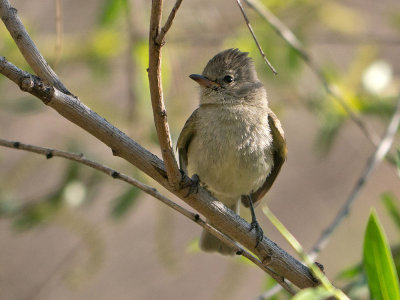 Northern Beardless Tyrannulet