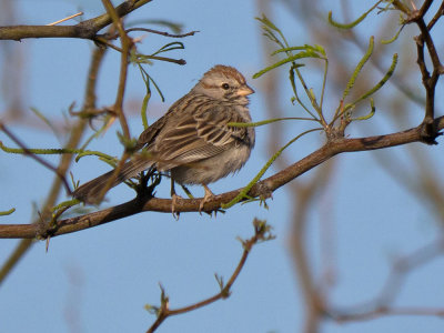 Rufous-winged Sparrow