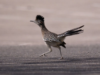 Greater Roadrunner
