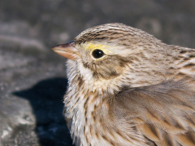 Ipswich Sparrow