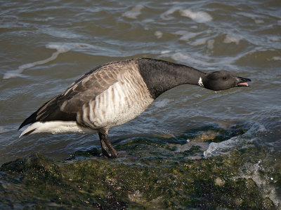 Brant