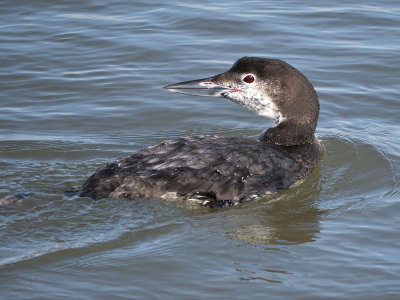 Common Loon