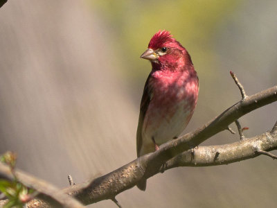 Purple Finch