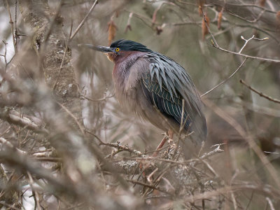 Meanwhile, 1 mile north of Middlebury, a Green Heron was plotting to take over Otter View Marsh...