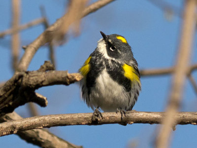 Yellow-rumped Warbler