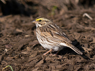 Savannah Sparrow
