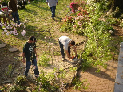 Tree Trimming
