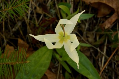 fawn lily