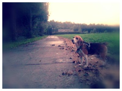 Walking the Beagle