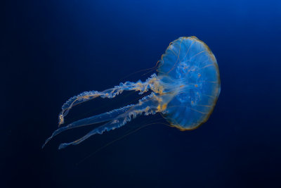 Sea Jelly - Aquarium of the Americas in New Orleans