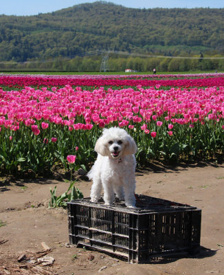 Tulip Fields Aggassiz BC