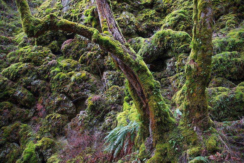 On the Fairy Falls trail.