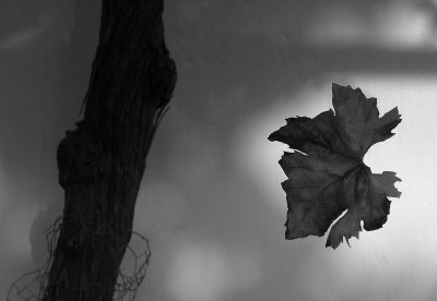 Leaf B&W
