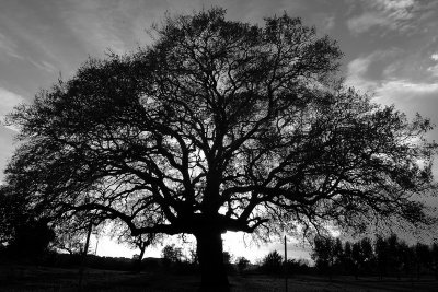 Old tree