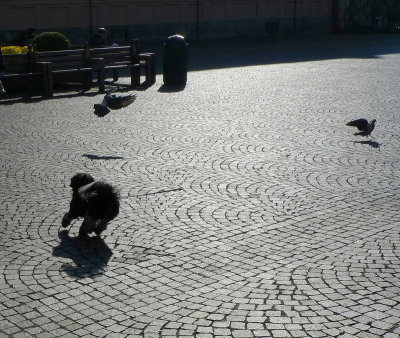 The dog and pigeons