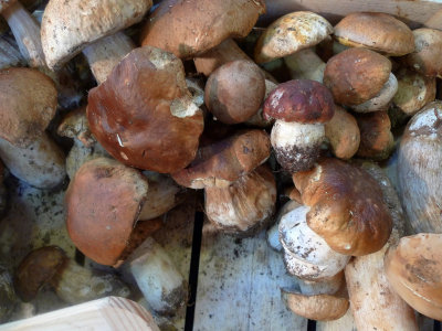 Mushrooms Garfagnana - Toscana