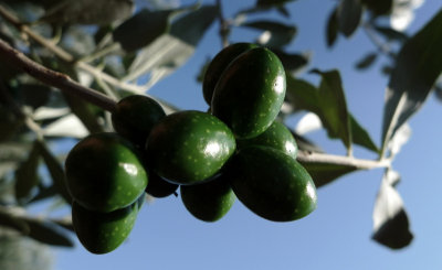 Olives of Puglia