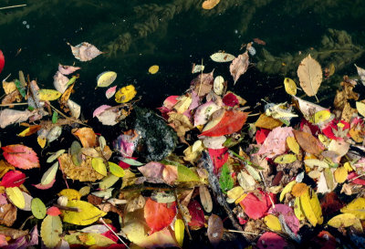 leaves in River Po