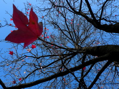 red Leaves