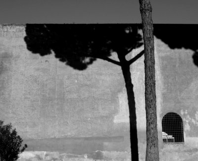 The shadow of the pine - Rome - Roman Forum