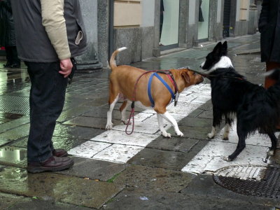 Dogs in street