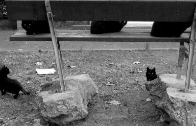 The bench cats blacks