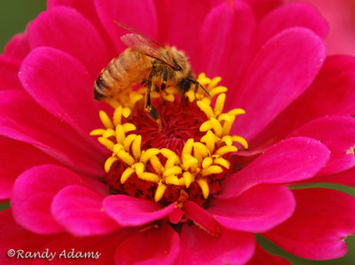 bee1259.jpg