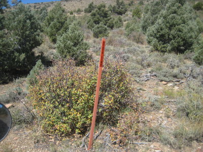 KOTW2011 083.jpg