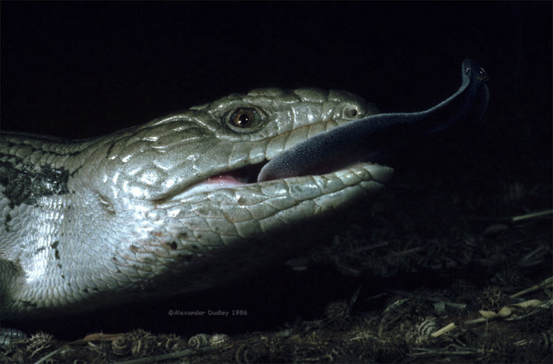 Common Bluetongue, Tiliqua scincoides